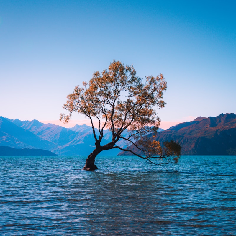 The fleet at Harbor Drive